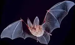Bat