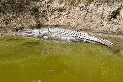 A crocodile at Sundarbans