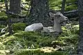 Bighorn sheep