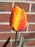 A variegated tulip