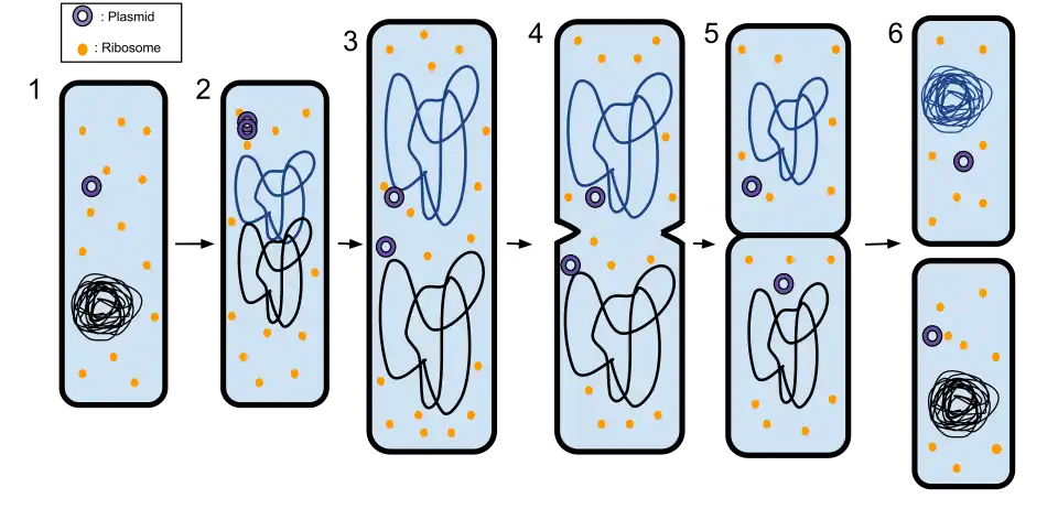 Binary fission in a prokaryote
1. The bacterium before binary fission is when the DNA is tightly coiled.
2. The DNA of the bacterium has replicated.
3. The DNA is pulled to the separate poles of the bacterium as it increases size to prepare for splitting.
4. The growth of a new cell wall begins to separate the bacterium.
5. The new cell wall fully develops, resulting in the complete split of the bacterium.
6. The new daughter cells have tightly coiled DNA, ribosomes, and plasmids.