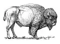 A black-and-white illustration of a buffalo