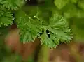 A young caterpillar