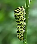 An older caterpillar