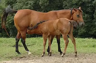 A baby horse drinking milk from its mother