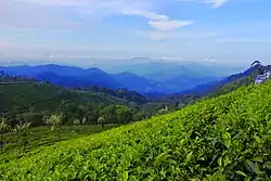 Tea