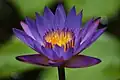 Provincial flower of Andhra Pradesh