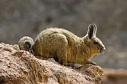 A southern viscacha. It is in the Sur Lipez desert, Bolivia