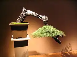 Cascade-style pine