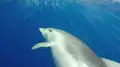 Bottlenose dolphin (Tursiops truncatus)