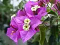 Bracts of Bougainvillea glabra, differ in colour from the non-bract leaves, and attract pollinators