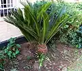 A 16-year-old two-branched sago palm