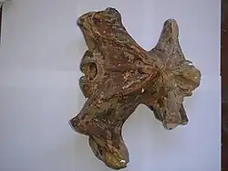 Brandtocetus chongulek