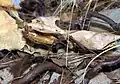 A mantis from Madagascar looks like a dead leaf.