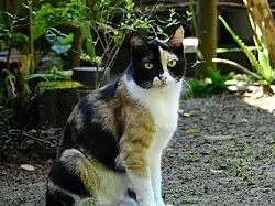 Calico cat (Felis silvestris catus)