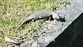 Eastern Blue-tongued Lizard in metropolitan Sydney.