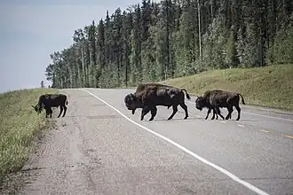 Buffalo crossing the Alaska Highway in the Northern Rockies Regional Municipality