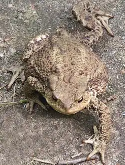 Common toad walking