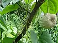 Aerial tuber of Dioscorea bulbifera.