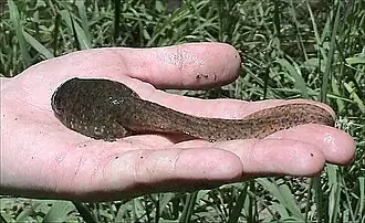 A mottled tadpole in the palm of a hand, reaches from the tip of the finger to the base of the palm