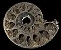 Ammonite with Pyrite