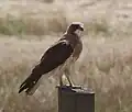 Swainson's Hawk
