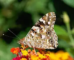 Painted Lady (Vanessa cardui)