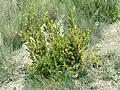 B. sempervirens