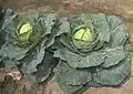 Cabbage (Brassica oleracea)