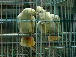 Two mainly white-plumaged cockatoos in a cage