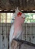 Major Mitchell's Cockatoo