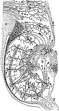 Drawing of the neural circuitry of the rodent hippocampus