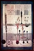 From Structure of the mammalian retina Madrid, 1900.