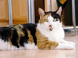 Calico cat (Felis silvestris catus)