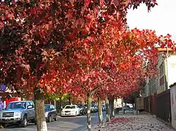Street in Curicó