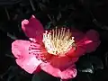 Camellia sasanqua