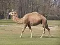 Camel