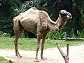 Dromedary