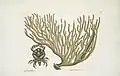 Cance Chelis Rubis, The red-claw Crab; Titanokeratophyton &c. , 1754