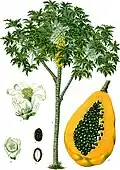 tree and fruit, from Koehler's Medicinal-Plants (1887)