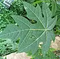 Papaya leaf