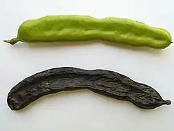 C. siliqua, green and ripe pods