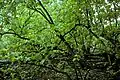 Cordia trees on North Arundel Islet, Caroline Atoll