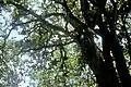 Pisonia trees on Caroline Atoll