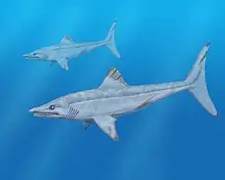 Caseodus