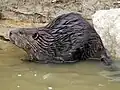 An American Beaver