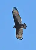The large broad wings of a vulture allow it to soar without flapping.