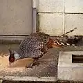 Catreus wallichii(Wallich's pheasant)