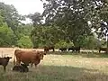 Cattle grazing between Lakeview High School and Union Baptist Church in north Campti