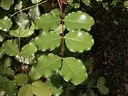 C. siliqua, close-up of leaves